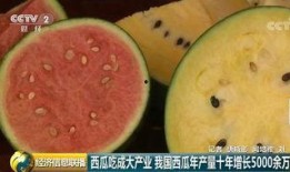 中国吃瓜群众论文,中国网络舆论场中的现象与影响