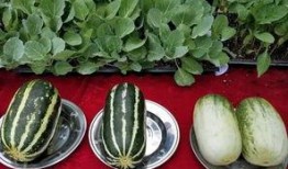 娱乐瓜吃瓜最新,揭秘明星背后的秘密与真相