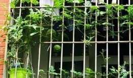 女生寝室吃小瓜,女生们的甜蜜秘密分享