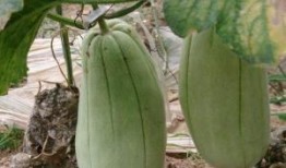 作死队长吃脆瓜,勇吃脆瓜引发网友热议