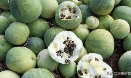 村口嗑瓜子吃瓜,闲话家常，品味乡村生活百态