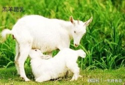 小羊崽吃瓜,小羊崽的夏日瓜趣之旅