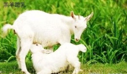 小羊崽吃瓜,小羊崽的夏日瓜趣之旅