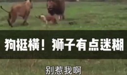 搞笑视频配音吃瓜,笑料横生！搞笑配音吃瓜大揭秘