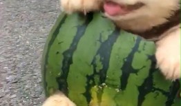 狗吃瓜被误伤,狗狗意外“吃瓜”受伤，引关注与反思