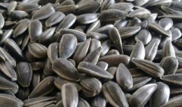 吃瓜子吃瓜图片,品味生活——吃瓜子吃瓜图片赏析