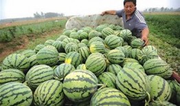 伊犁人民吃瓜,伊犁人民的甜蜜生活