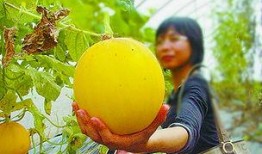 珠海城职吃瓜,吃瓜群众揭秘校园热点事件