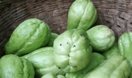 男人吃老瓜,揭秘男性养生新风尚