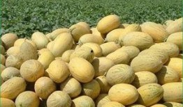 哈密瓜和鸡蛋可以吃吗,营养美味两不误