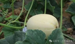 吃脆瓜的音乐,一场听觉盛宴