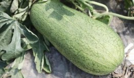 吃玉瓜升压吗,玉瓜食用对血压影响解析