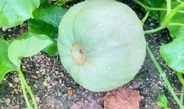 今天有瓜可以吃,精彩爆料等你来尝