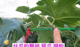 防虫吃瓜叶子,揭秘防虫吃瓜叶子的神奇方法