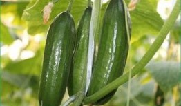 吃瓜可以排结石,天然食疗新选择
