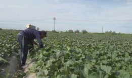 新疆滑雪阿勒泰吃瓜,滑雪胜地里的夏日瓜香之旅