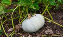 黄金栗子瓜怎么吃,解锁家常烹饪新境界