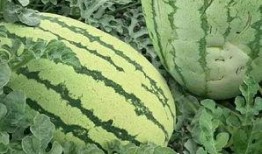 云南扶手瓜怎么吃,云南扶手瓜的多样食法探索