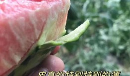 龙纹瓜一藤一瓜怎么吃,龙纹瓜一藤一瓜的独特食法揭秘