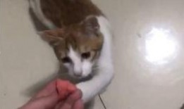 吃瓜少女和猫,一场趣味横生的日常奇遇