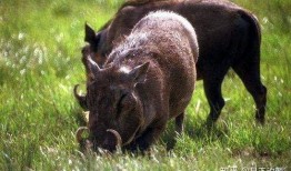 野猪吃白瓜,白瓜的诱惑与野猪的挑战