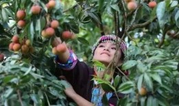 荔枝园吃瓜,一场甜蜜与清凉的邂逅