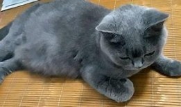 兰瓜猫可以吃吗,宠物猫能否享用美味兰瓜？