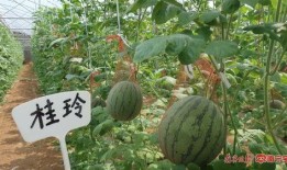 南宁行健吃瓜群,揭秘校园生活趣味瞬间