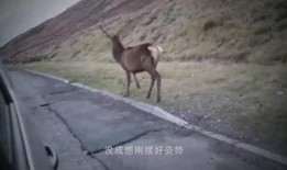 狐獴吃瓜图片,萌态十足