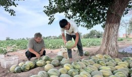 藤萝青衫吃瓜亭,揭秘古代文人雅士的闲情逸致
