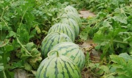 石头瓜怎么吃最甜,石头瓜的最佳食用方法