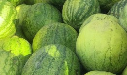 吃籽瓜的视频,一探吃籽瓜的趣味之旅