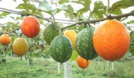 吊瓜能做菜吃吗,揭秘吊瓜的多样烹饪魅力