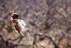 鸟会吃瓜实蝇,鸟类餐桌上的美味佳肴