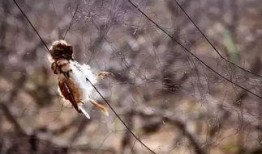 鸟会吃瓜实蝇,鸟类餐桌上的美味佳肴