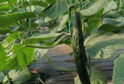 莱州吃瓜仓上,揭秘瓜农的丰收喜悦与市场风云