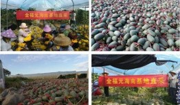 95吃瓜基地,网络红人聚集地背后的故事