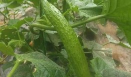 莱州吃瓜仓上,揭秘瓜农的丰收喜悦与市场风云