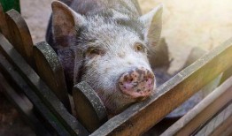 拉肚子吃猪瓜,传统食疗新体验