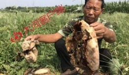 榆树吃瓜事件真相,真相与反思