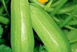 痛风可以吃瓠瓜吗,助缓解痛风症状