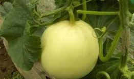 祥符区吃瓜,瓜果飘香，品味生活新风尚