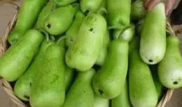 怀孕葫芦瓜可以吃吗