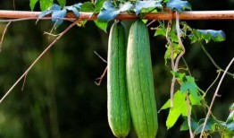 羊角瓜是什么季节吃