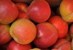 杏和哈密瓜能一起吃