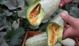 孕妇鸭瓜可以吃吗,鸭瓜是否适宜食用？