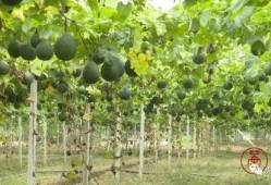 吃瓜赚钱的方法,揭秘吃瓜赚钱的神奇之道