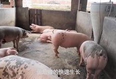 拉肚子吃猪瓜,传统食疗新体验