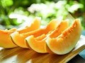 吃蜜瓜长肉不长胖,甜蜜解渴不长胖的秘密
