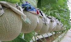 委瓜怎么吃,探索美味与营养的完美结合